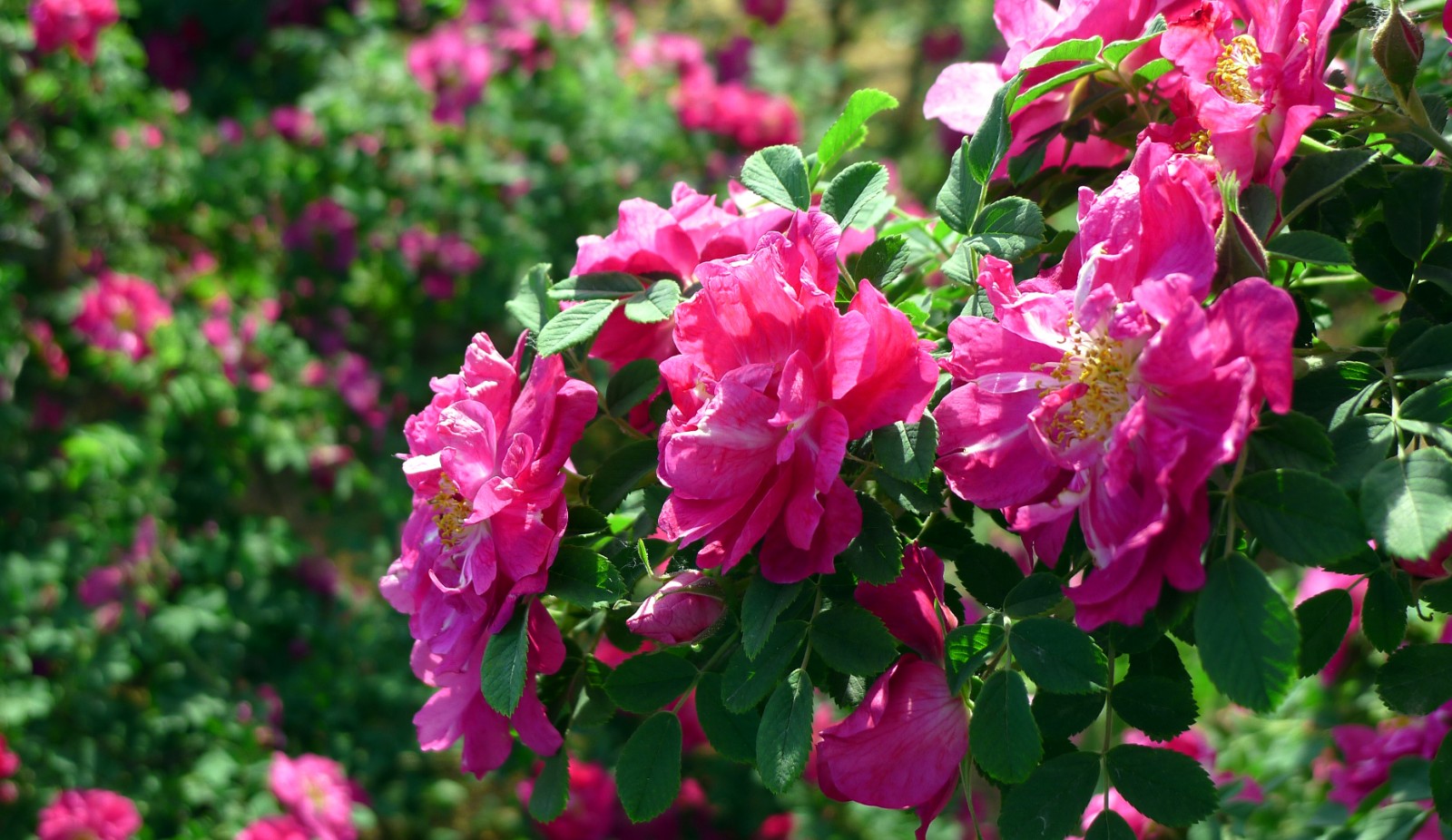 玫瑰等風(fēng)景片--王樂(lè)洲 (12).JPG